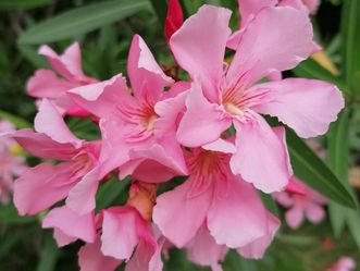 Botanischer Garten Karlsruhe, Oleanderblüte