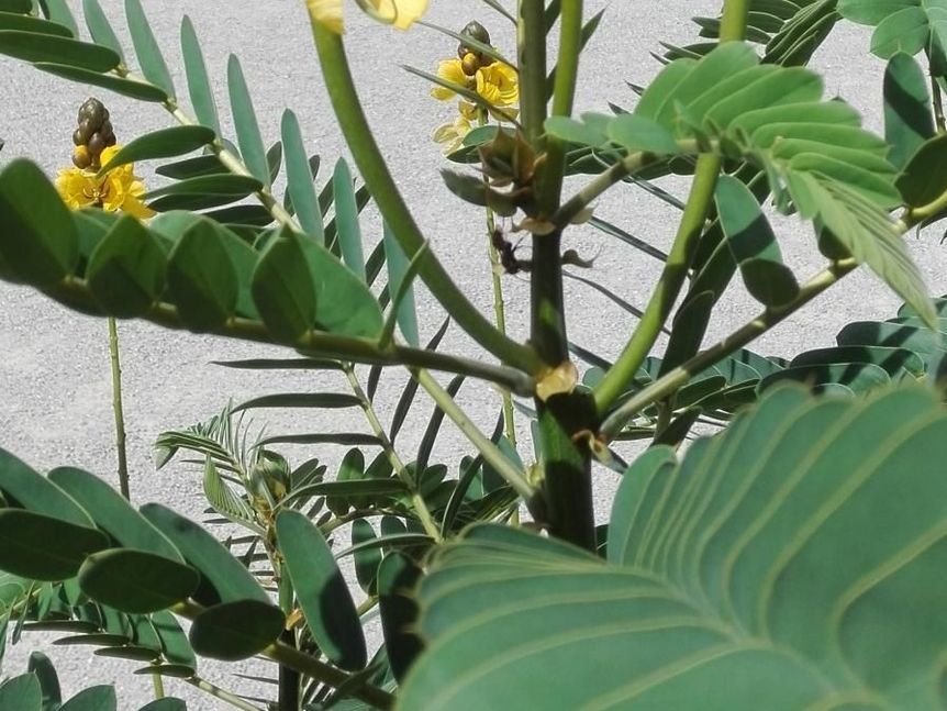 Botanischer Garten Karlsruhe, Senna didymobotrya