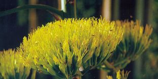 Agave blossom.