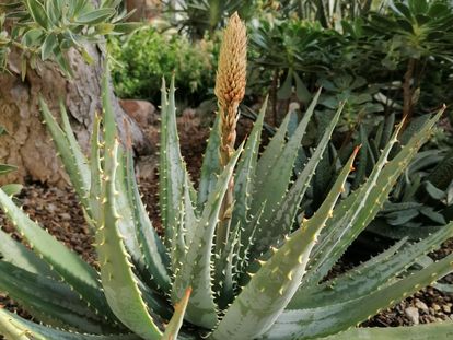 Botanischer Garten Karlsruhe, Aloe im Gewächshaus