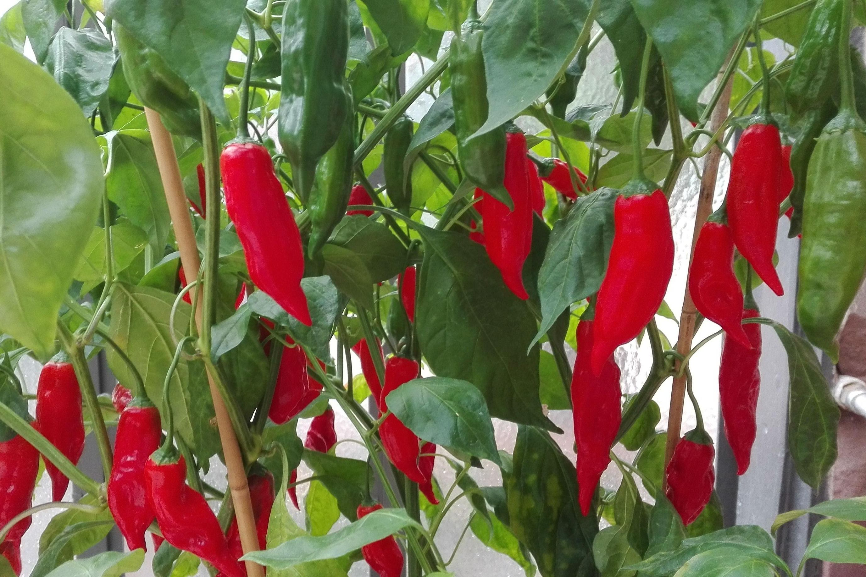 Botanischer Garten Karlsruhe, Capsicum baccatum