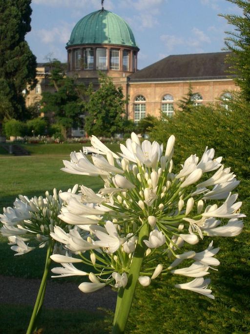 Botanischer Garten Karlsruhe, Agapanthus