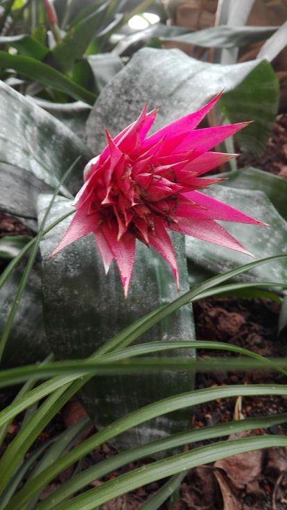 Botanischer Garten Karlsruhe, Aechmea