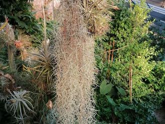 Botanischer Garten Karlsruhe, Louisianamoos an einem Ast