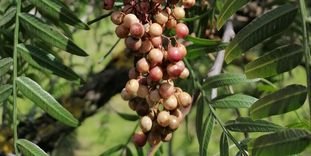 Botanischer Garten Karlsruhe, Pfefferbaum im Bereich des Wintergartens