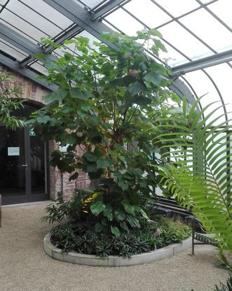 Botanischer Garten Karlsruhe, Hortensie