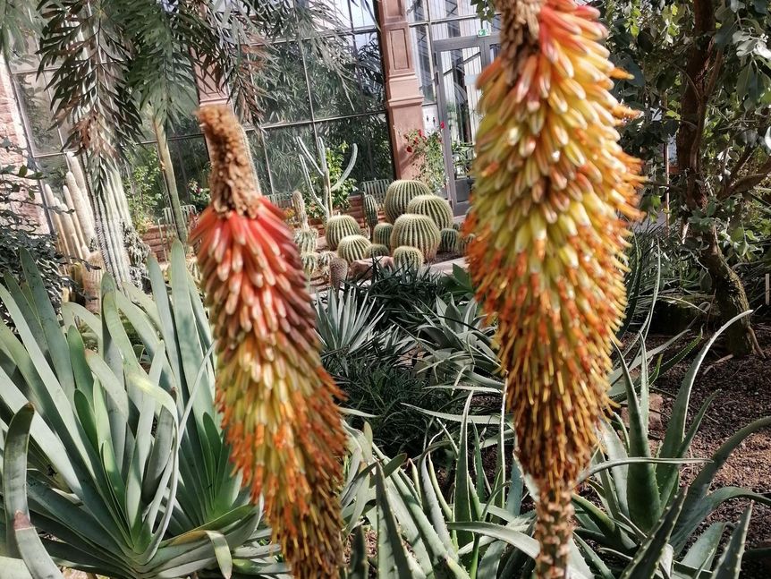 Botanischer Garten Karlsruhe, Aloe im Kamelien- und Sukkulentenhaus