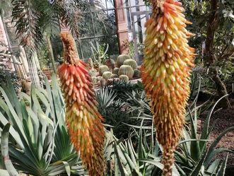 Botanischer Garten Karlsruhe, Aloe im Kamelien- und Sukkulentenhaus