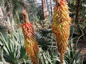 Botanischer Garten Karlsruhe, Aloe im Kamelien- und Sukkulentenhaus