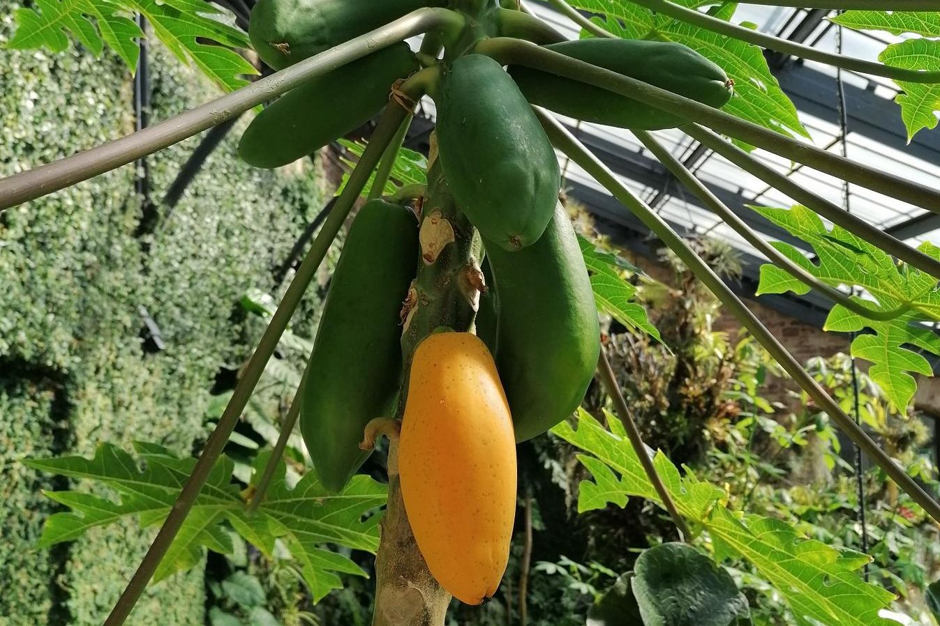 Botanischer Garten Karlsruhe, Früchte am Papaya-Baum im Tropenhaus