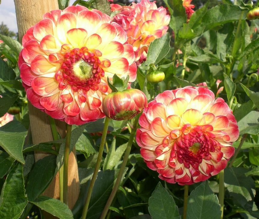 The Kaiser Wilhelm dahlia