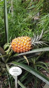 Botanischen Garten Karlsruhe, Ananas