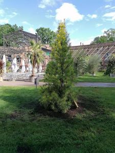 Botanischer Garten Karlsruhe, Japanischer Schirmtanne