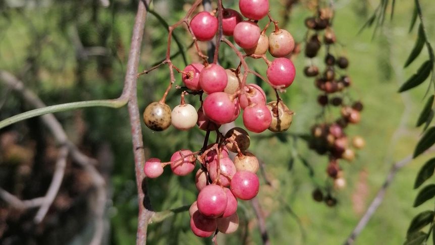 Botanischer Garten Karlsruhe, Pfefferbaum im Bereich des Wintergartens