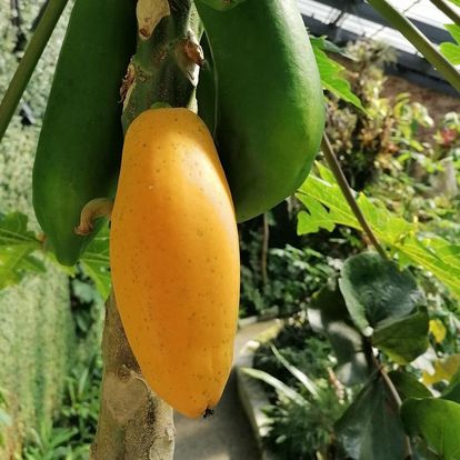 Botanischer Garten Karlsruhe, Reife Papaya im Tropenhaus