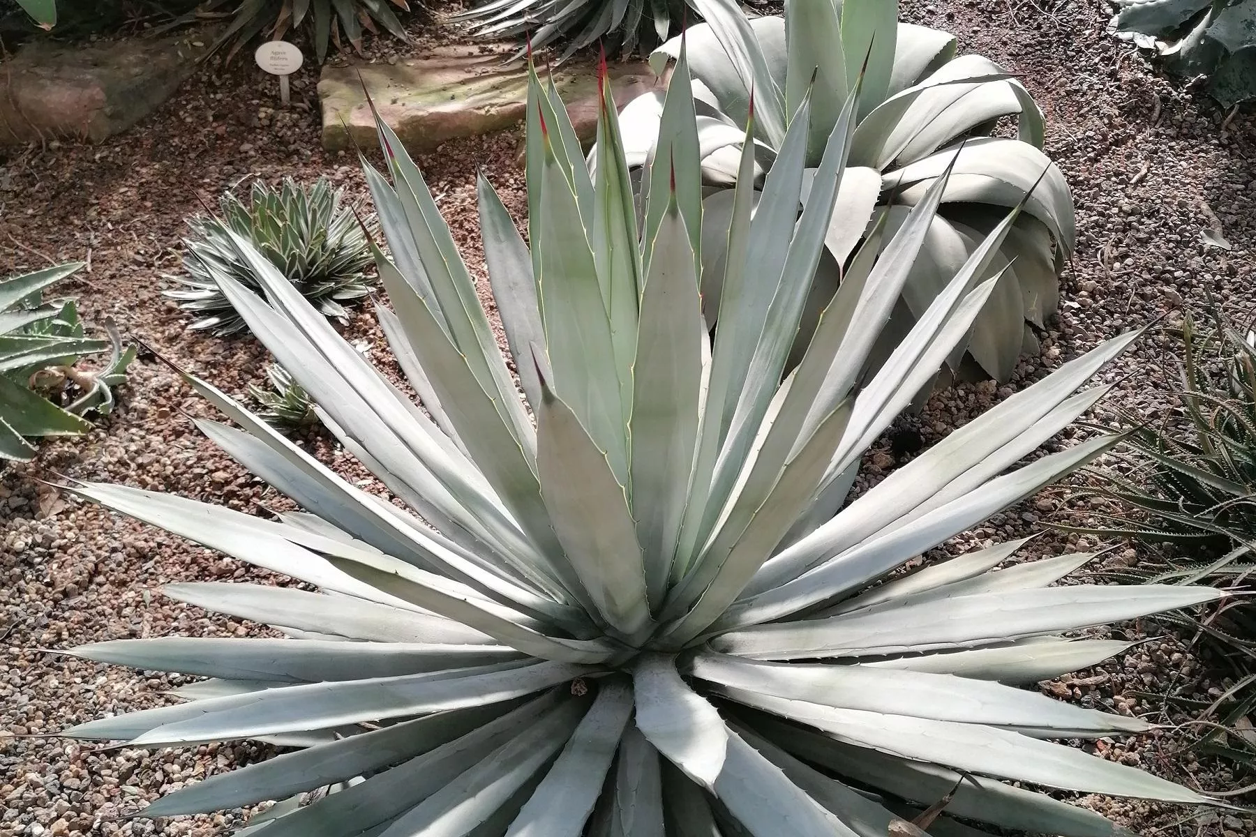 Agave