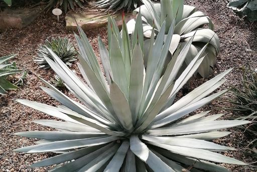 Botanischer Garten Karlsruhe, Agave 