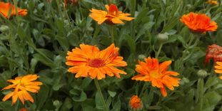 Botanischer Garten Karlsruhe, Nahaufnahme Ringelblume