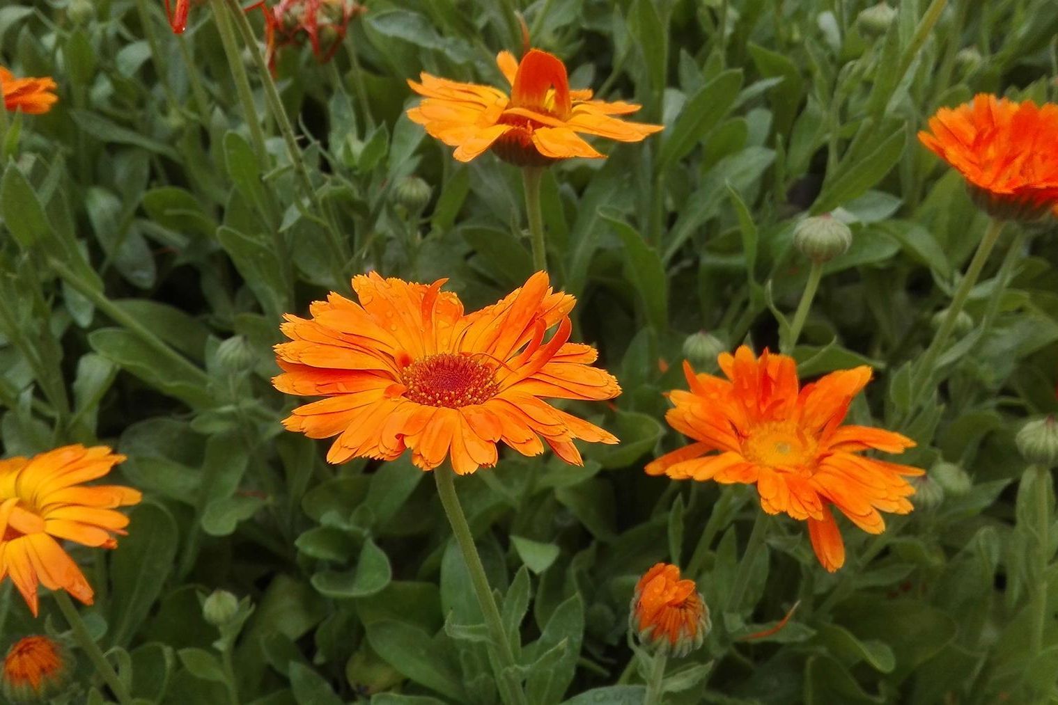 Botanischer Garten Karlsruhe, Nahaufnahme Ringelblume