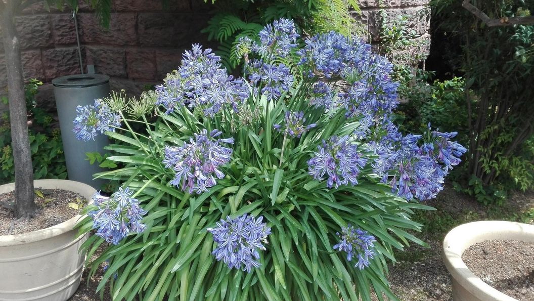 Botanischer Garten Karlsruhe, Agapanthus