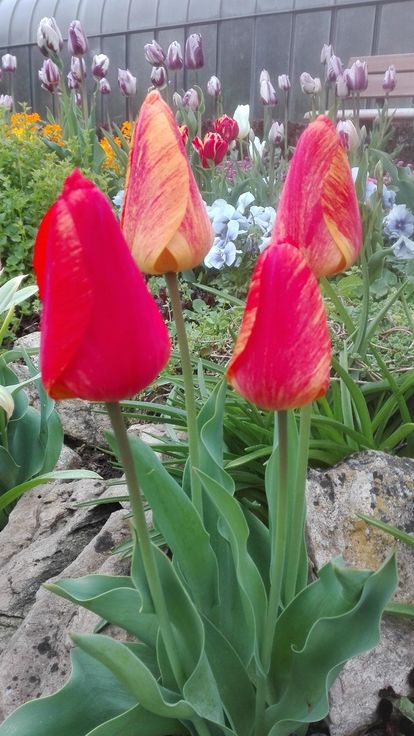 Botanischer Garten Karlsruhe, Tulpenblüte