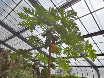 Botanischer Garten Karlsruhe, Carica papaya im Tropenhaus