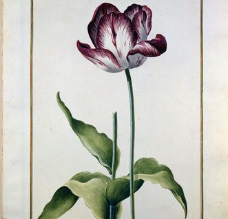 Aquarellblatt aus dem Karlsruher Tulpenbuch