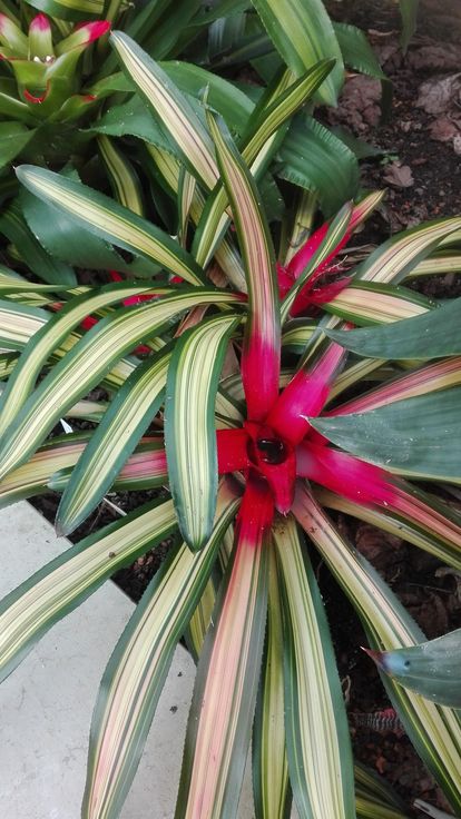 Botanischer Garten Karlsruhe, Neoregelia