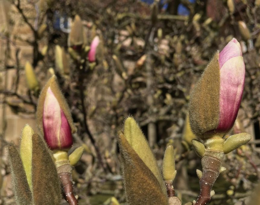 Kloster Maulbronn, Magnolie im Kreuzgarten