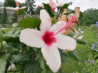 Botanischer Garten Karlsruhe, Hibiskusblüte