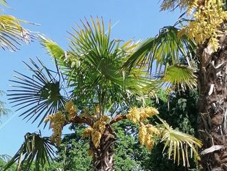  Botanischer Garten Karlsruhe, Hanfpalme