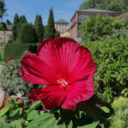 Botanischer Garten Karlsruhe, Blüte des Staudeneibischs