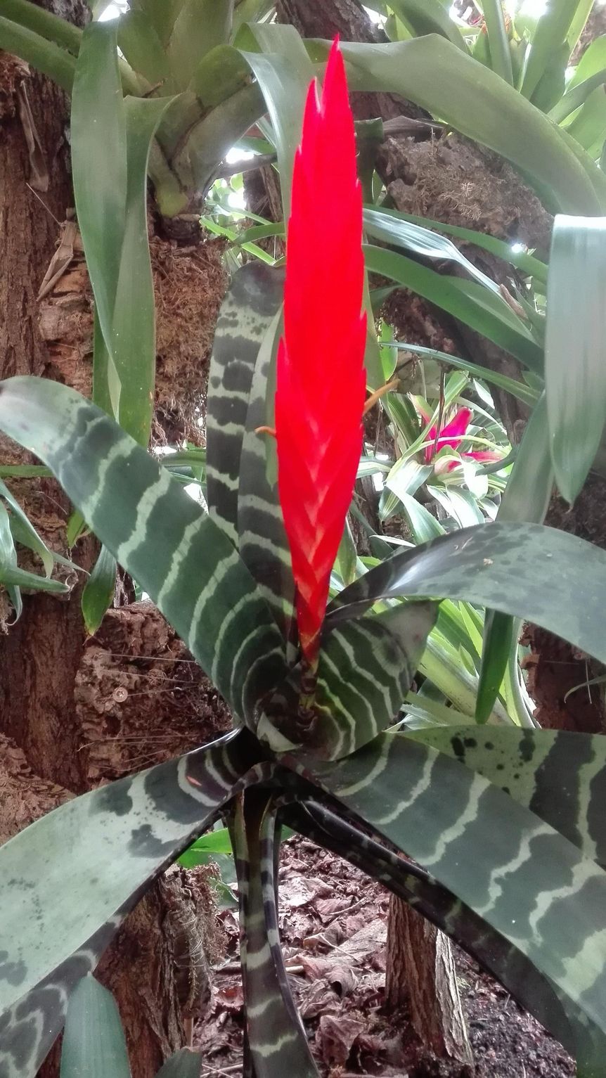 Botanischer Garten Karlsruhe, Bromeliengewächs