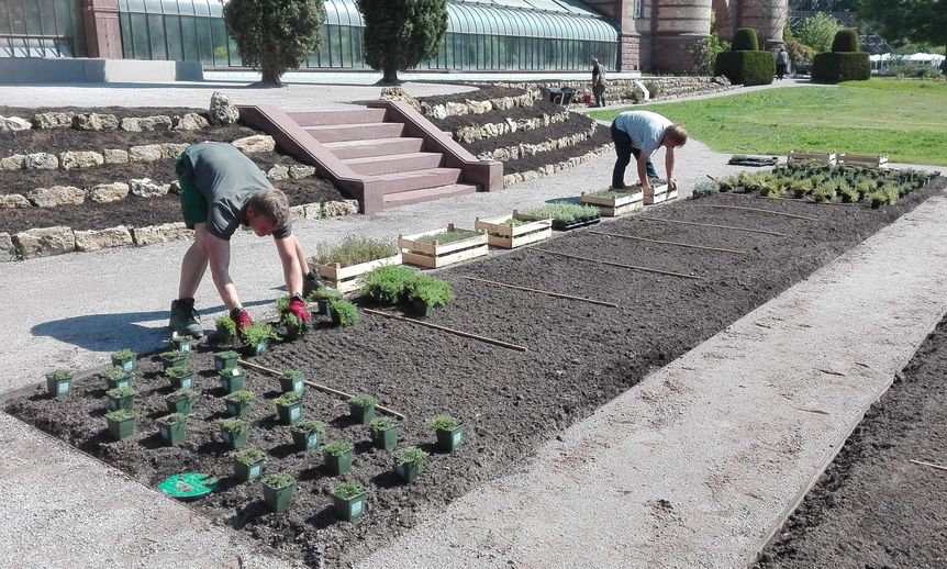 Botanischer Garten Karlsruhe, Aussen, Thymianbepflanzung