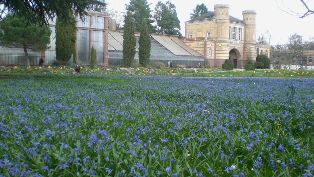 Botanischer Garten Karlsruhe, Scillablüte