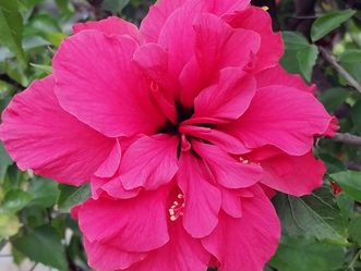 Botanischer garten Karlsruhe, Hibiskusblüte