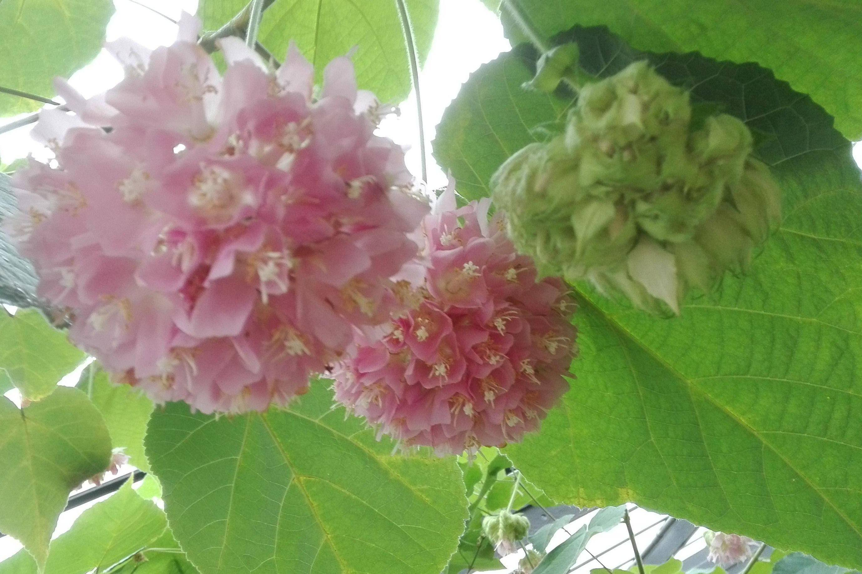 Botanischer Garten Karlsruhe, Hortensie