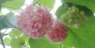 Botanischer Garten Karlsruhe, Hortensie