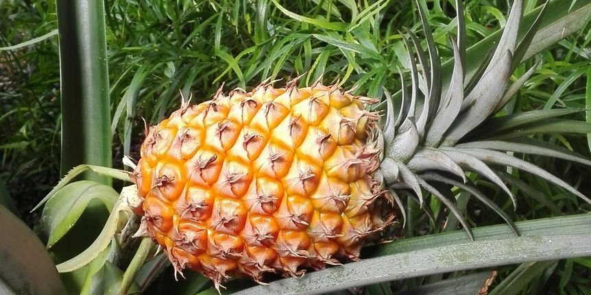 Botanischer Garten Karlsruhe, Ananas