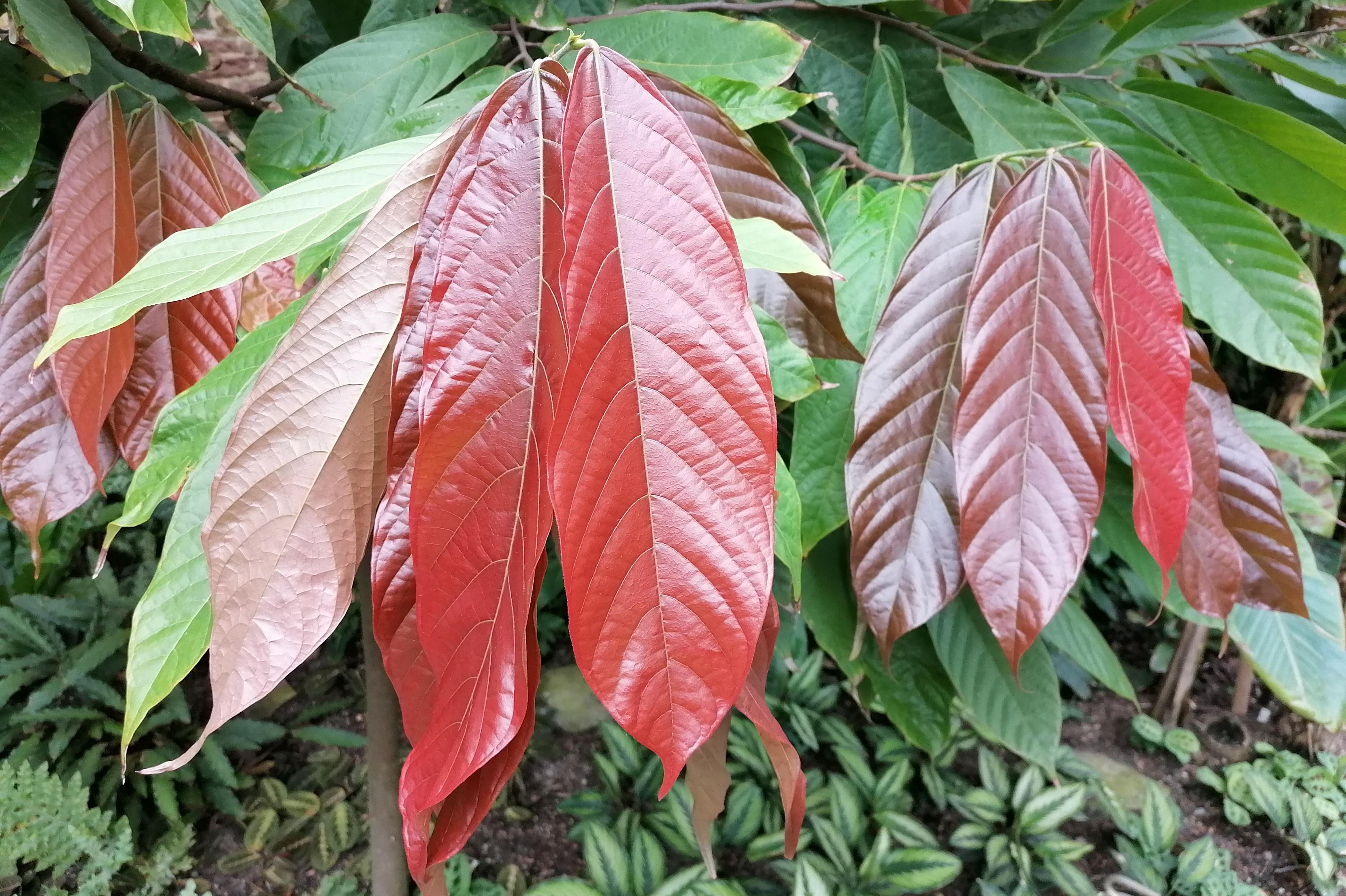 Botanischer Garten Karlsruhe, Kakaobaum