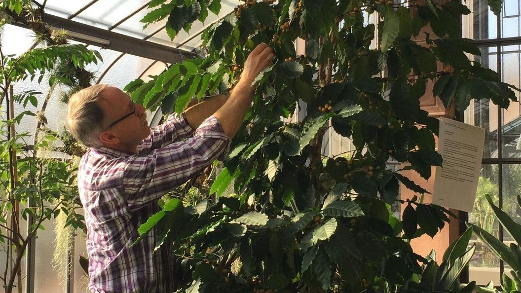 Botanischer Garten Karlsruhe, Ernte der Kaffekirschen