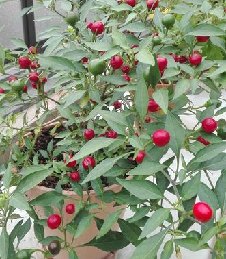 Botanischer Garten Karlsruhe, Capsicum frutescens