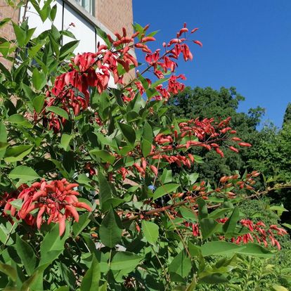 Botanischer Garten Karlsruhe, Korallenstrauch