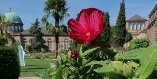 Botanischer Garten Karlsruhe, Blüte des Staudeneibischs