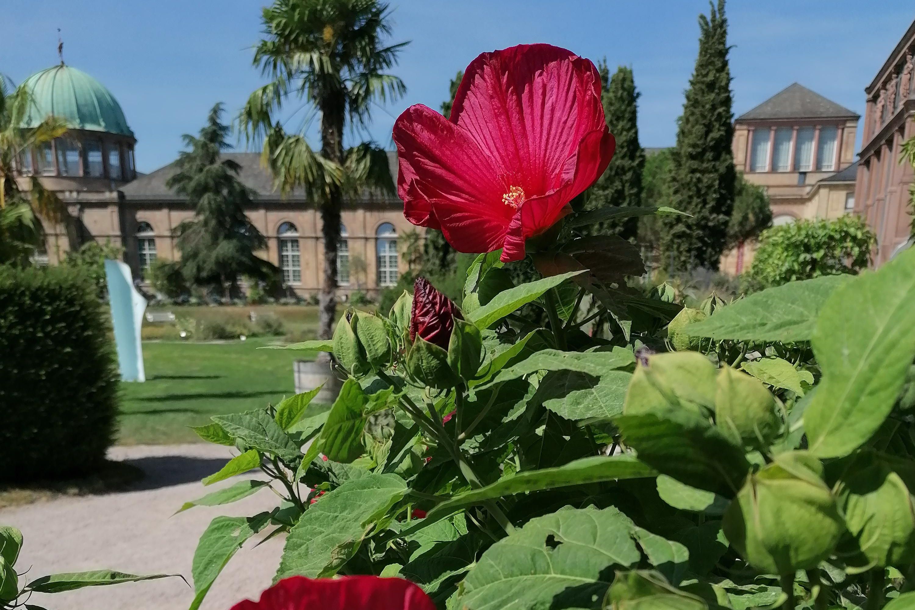 Botanischer Garten Karlsruhe, Blüte des Staudeneibischs