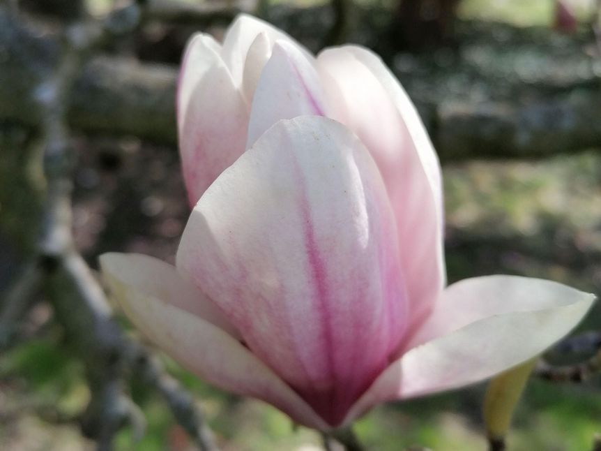 Botanischer Garten Karlsruhe, Magnolienblüte