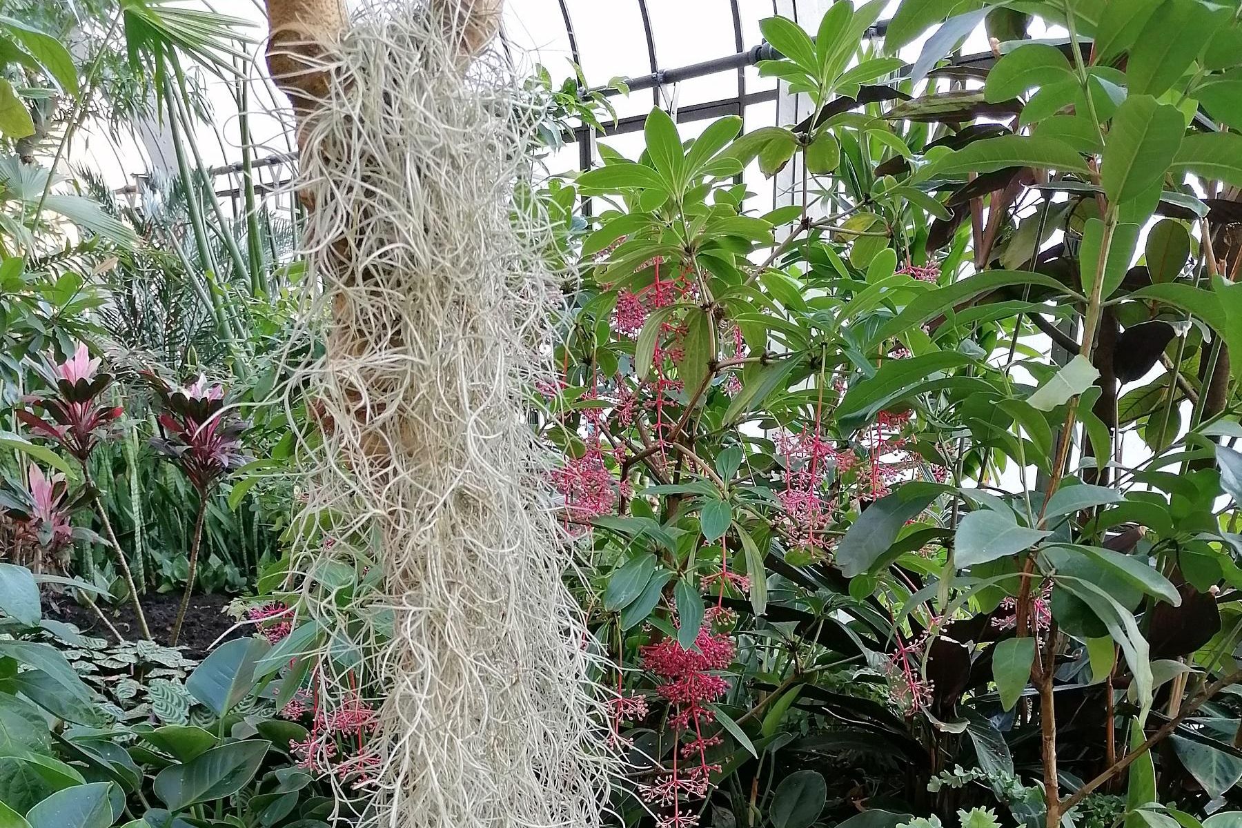 Botanischer Garten Karlsruhe, Warmhaus, Tillandsia Usneoides