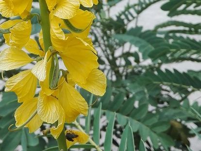 Botanischer Garten Karlsruhe, Senna didymobotrya