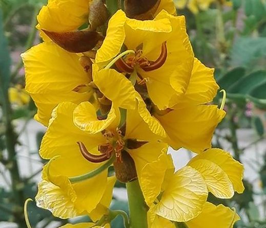 Botanischer Garten Karlsruhe, Senna didymobotrya