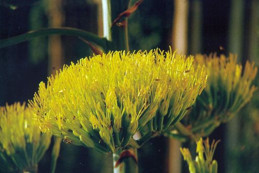 Botanischer Garten Karlsruhe, Blüte der Agave